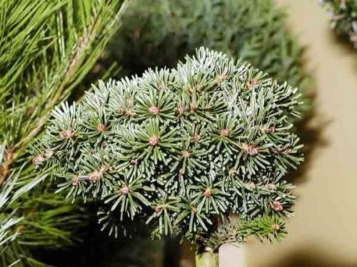 Abies koreana 'Kristallkugel Pa'
